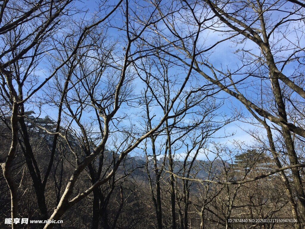 冬日山林 蓝天映衬枯树枝