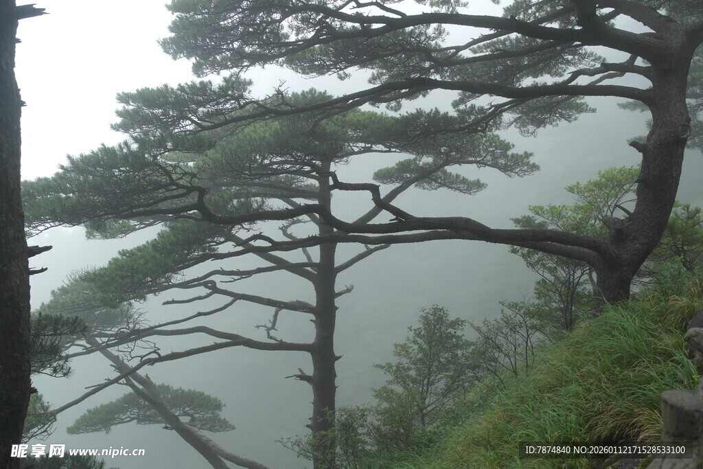山间苍松 云雾缭绕之景