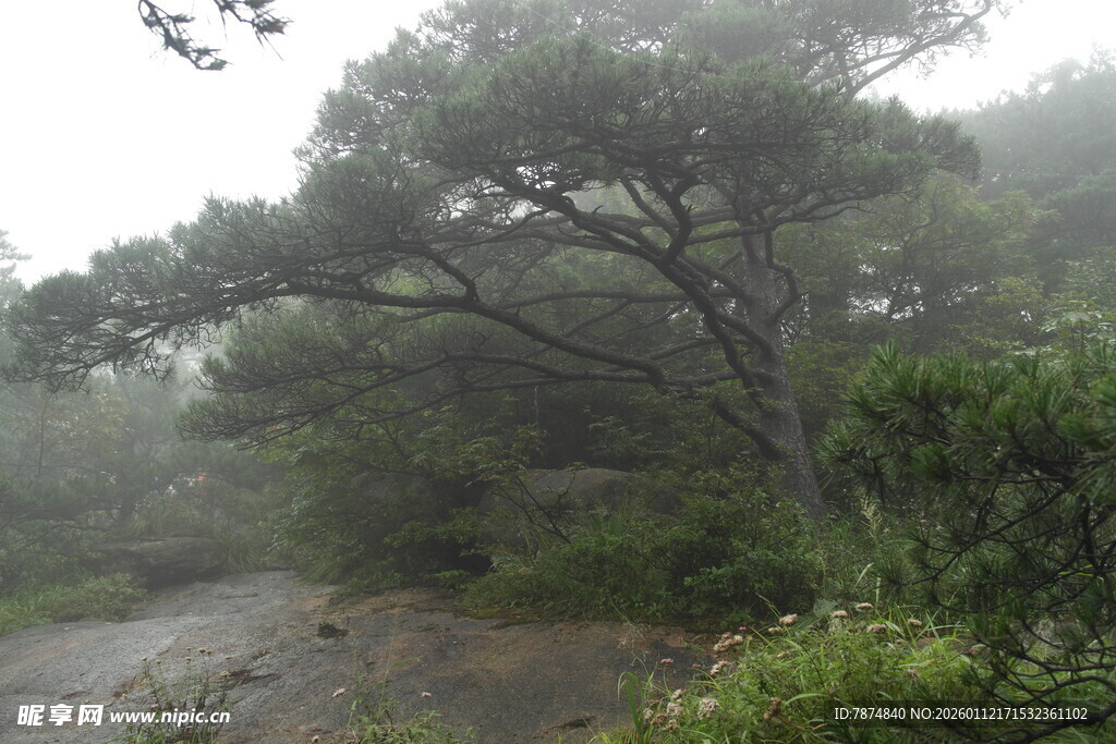 雾中树林的静谧自然景象