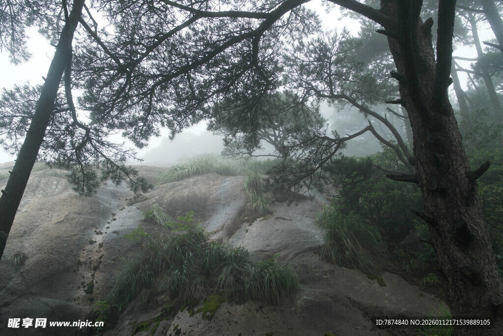 雾中树林的静谧景象