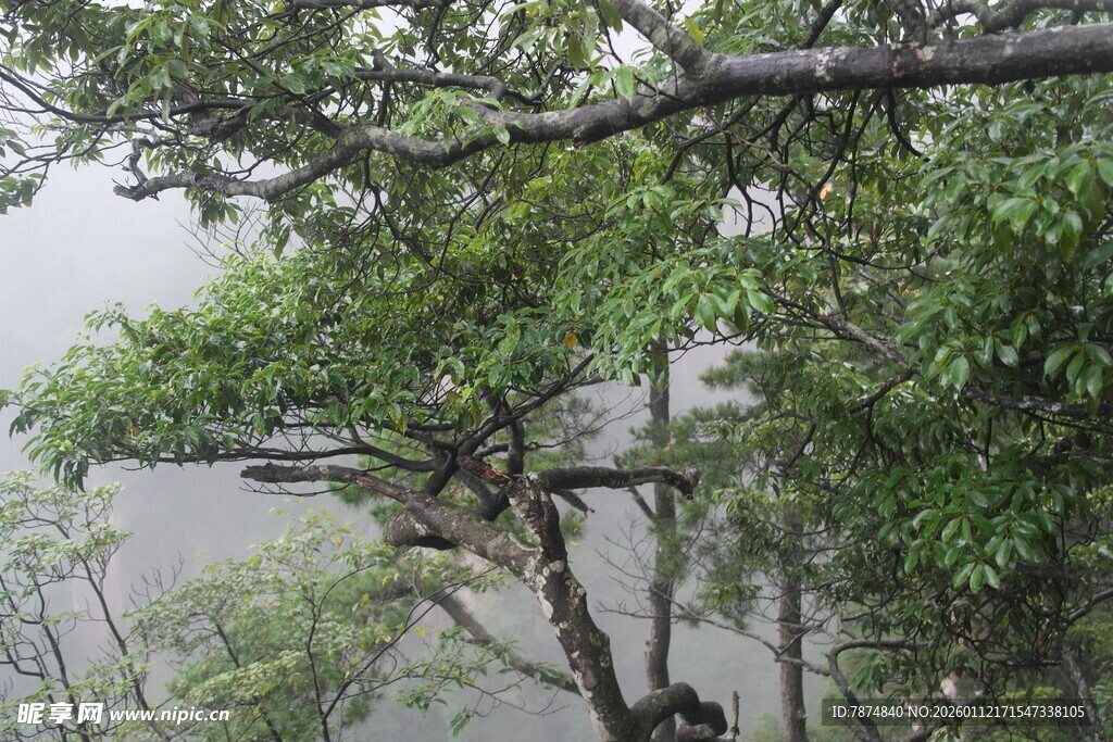 雨中枝叶繁茂的树木景观