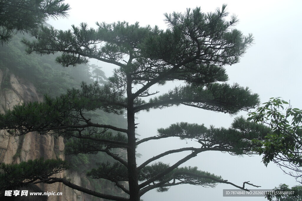 悬崖边的挺拔松树