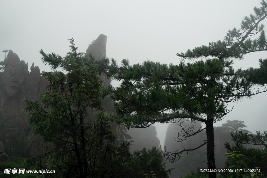 云雾中的山林松树景观