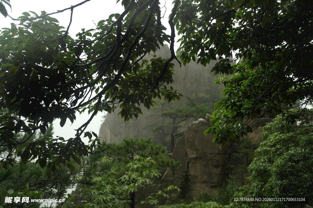 山林间的葱郁树木景观