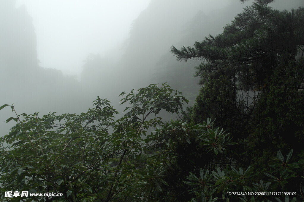 雾中葱郁山林景色