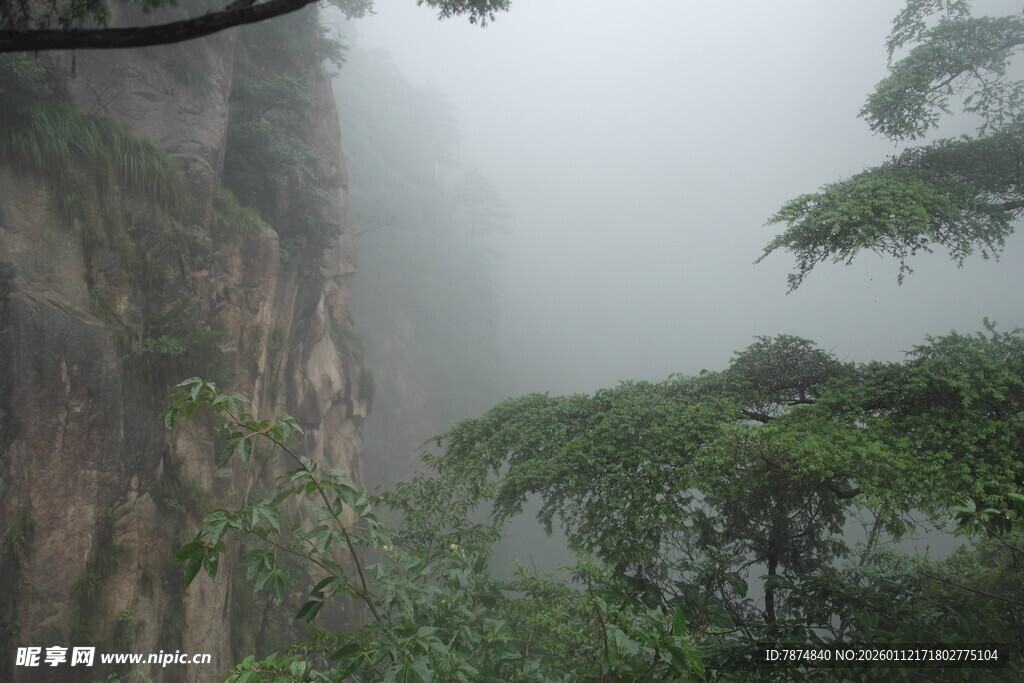 雾中峻岭与葱郁林木