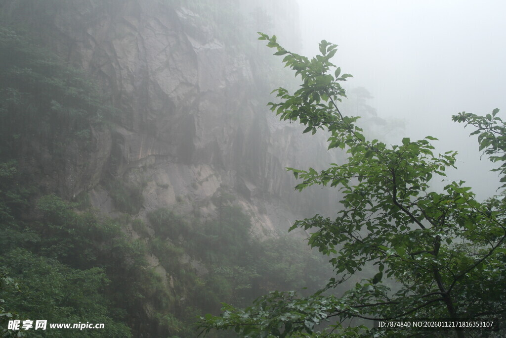 雾中青山伴绿树