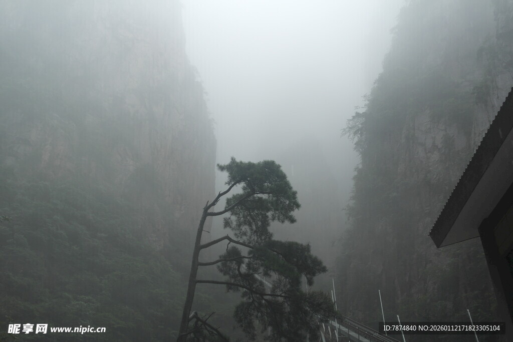 雾中峭壁旁的挺立松树