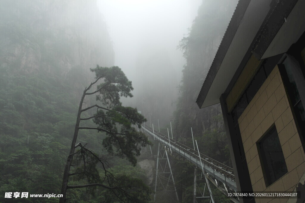 雾中峭壁旁的孤松