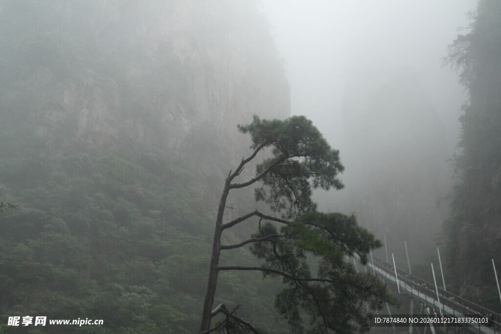 雾中孤树倚山景