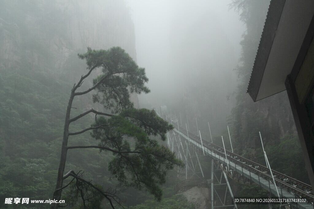 雾中观景台旁的孤树