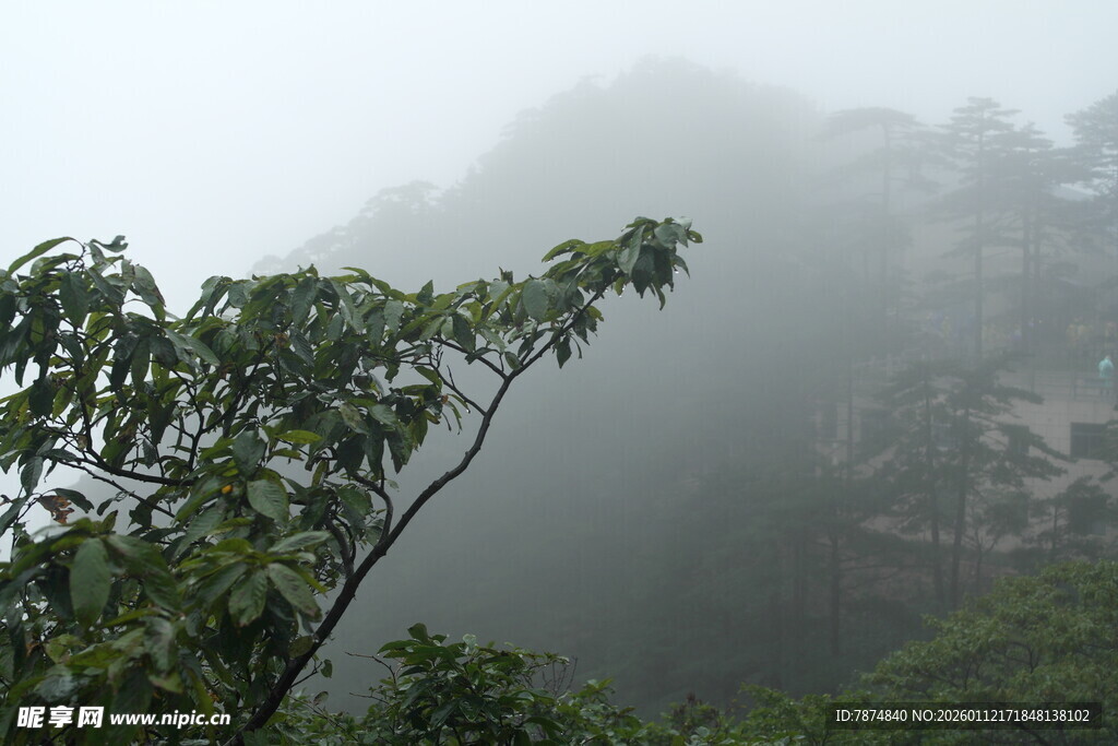 雾中山林绿意初显