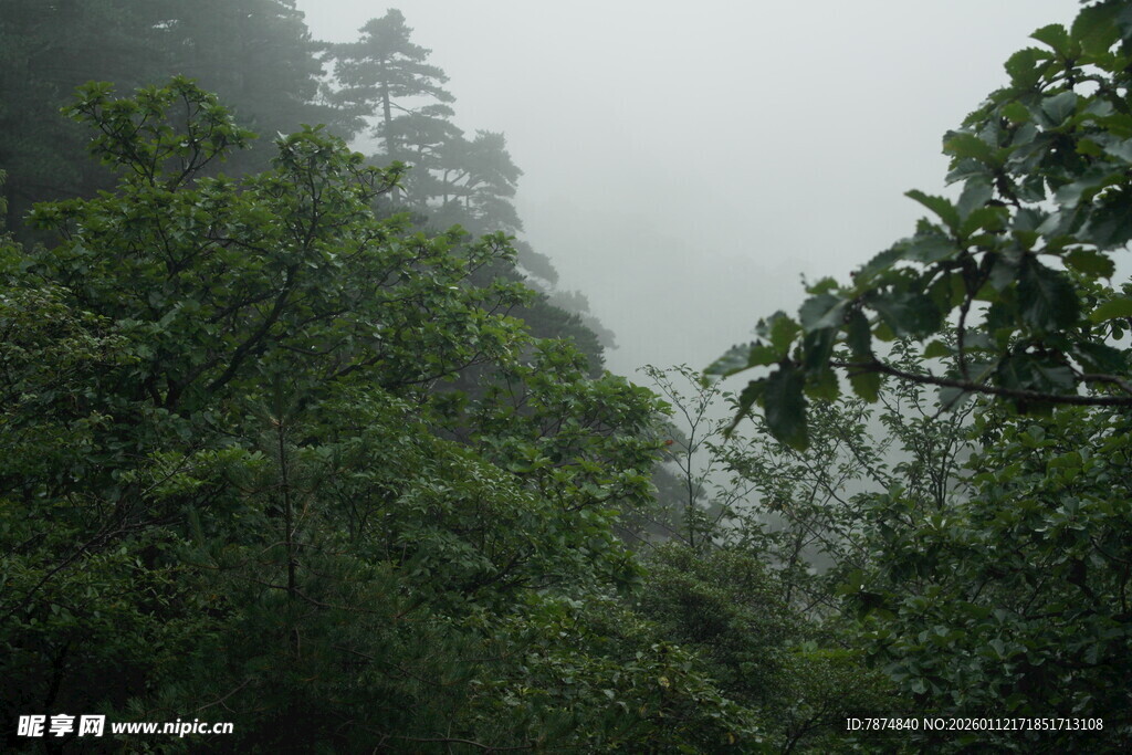 雾中葱郁山林