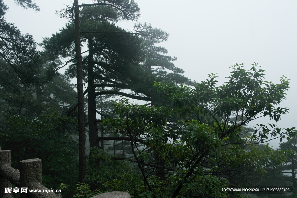 山林间的树木与朦胧雾气