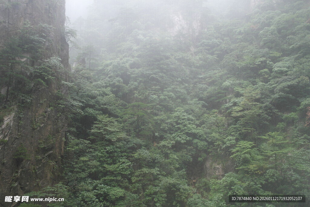 雾中葱郁山林景观