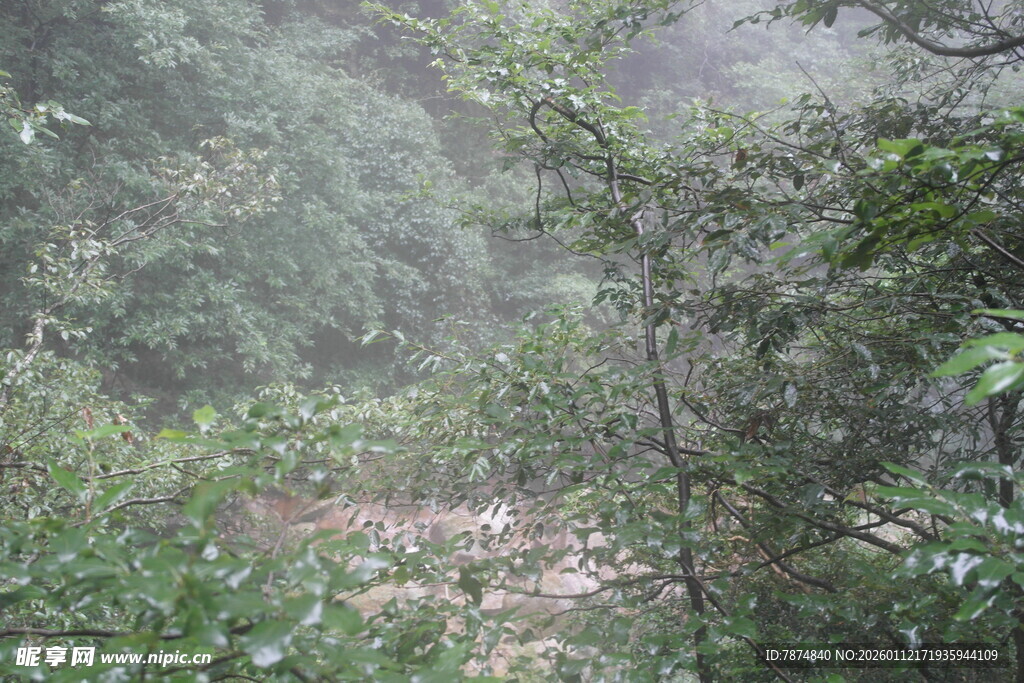 山林间雾气弥漫的绿意