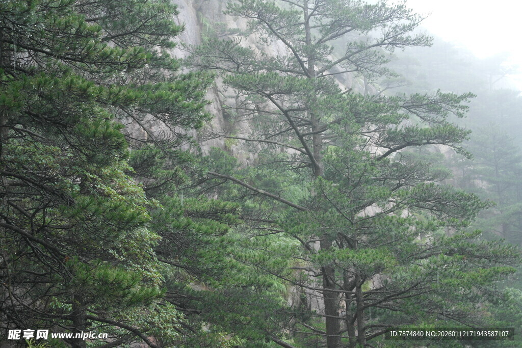 山林雾景 绿意盎然