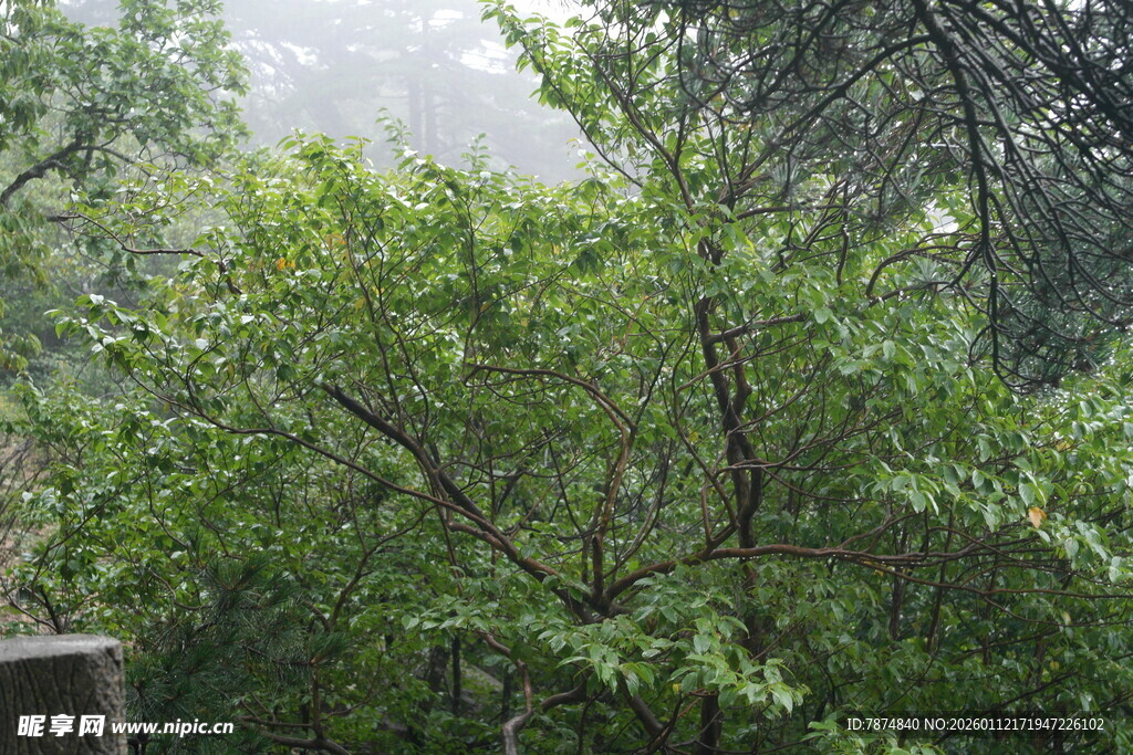 雨中葱郁树林景观