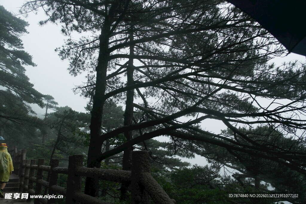 山间栈道旁的挺拔松树