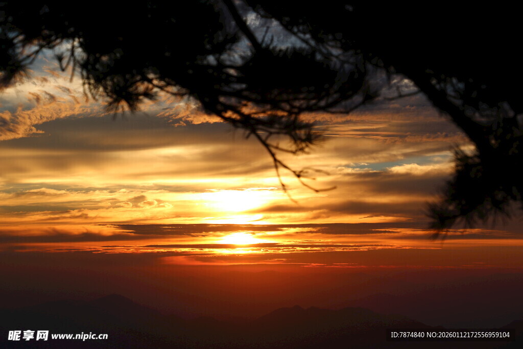 夕阳透过树枝的美丽景象