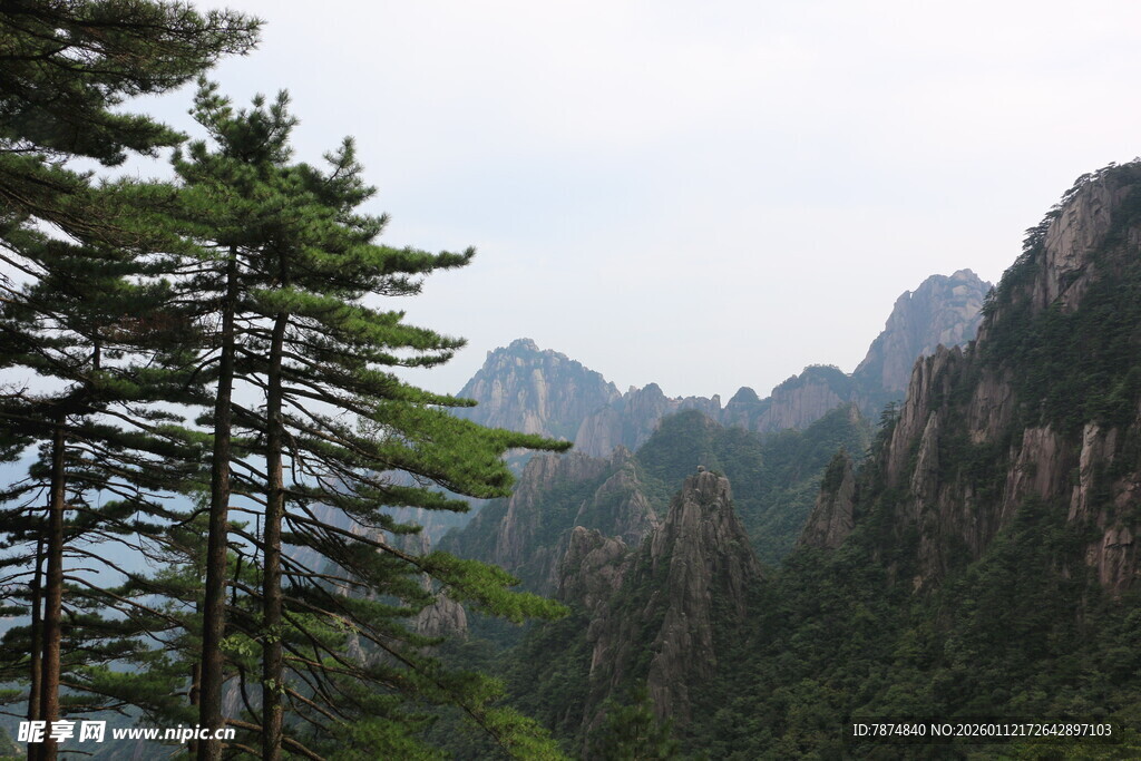 壮丽山景与挺拔松树