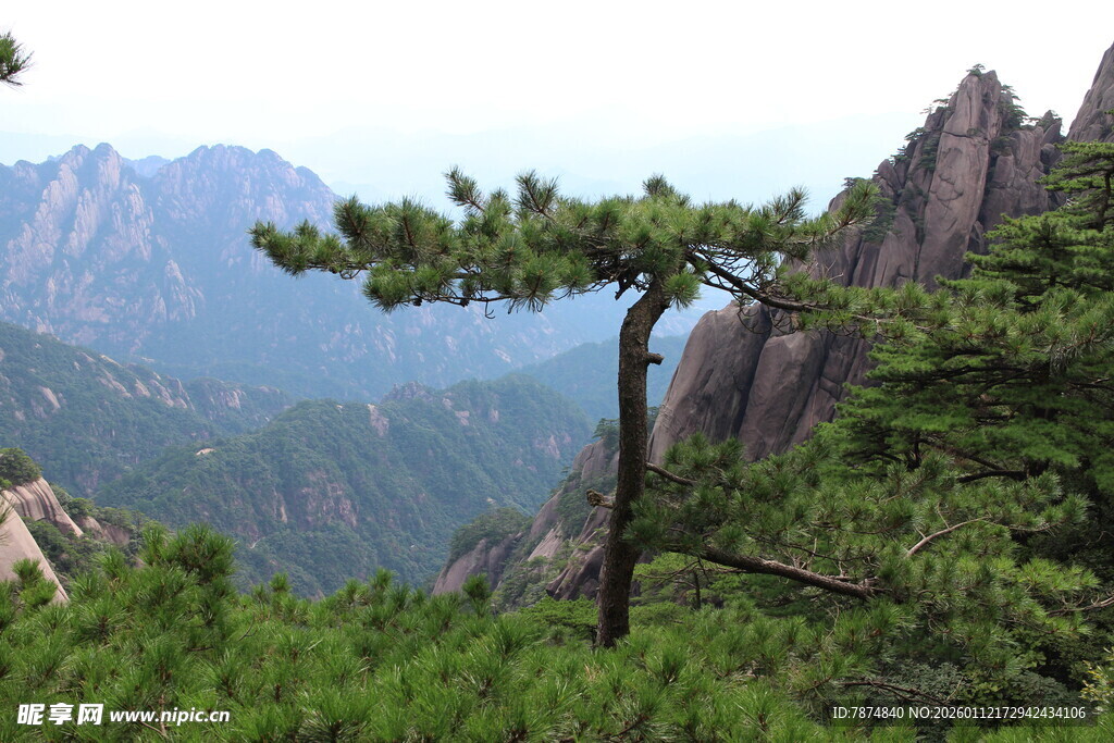 黄山奇松傲立群山之巅