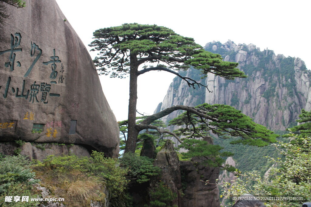 黄山奇峰孤松景观
