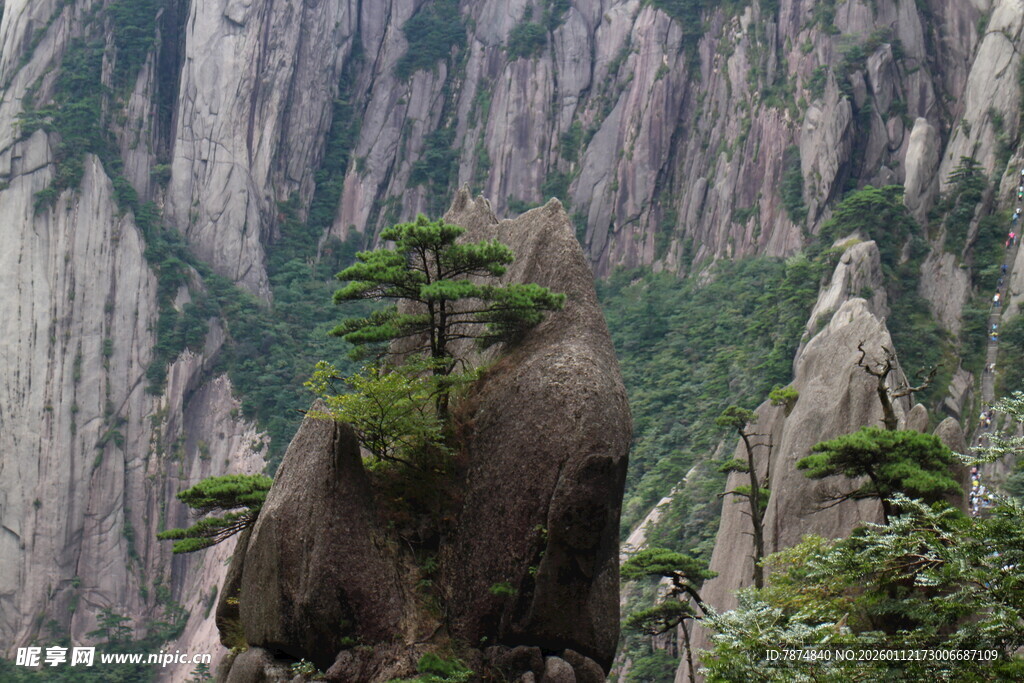 黄山奇峰上的顽强松树