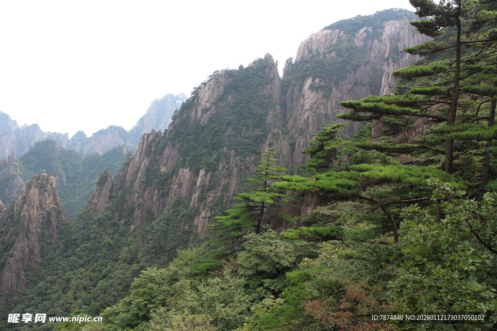 壮丽山景中的葱郁松树