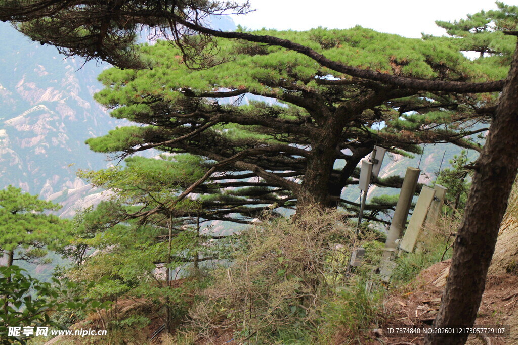 黄山奇松景观