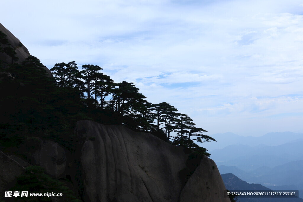 悬崖峭壁上的挺拔松树