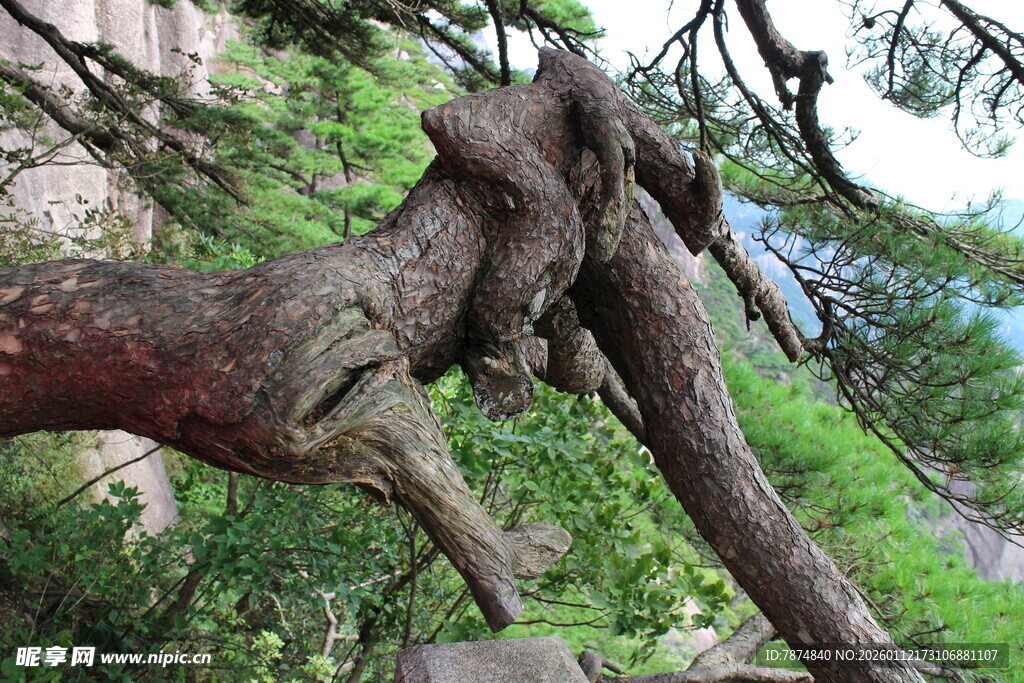 奇特扭曲的古树树干