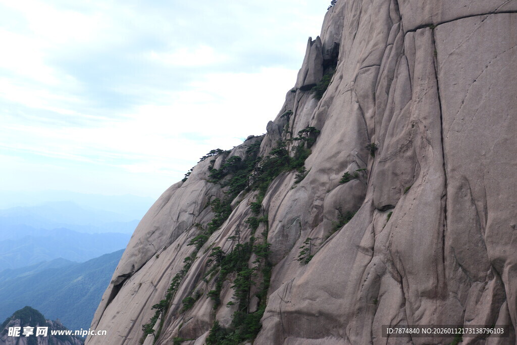 陡峭山壁上的顽强绿植