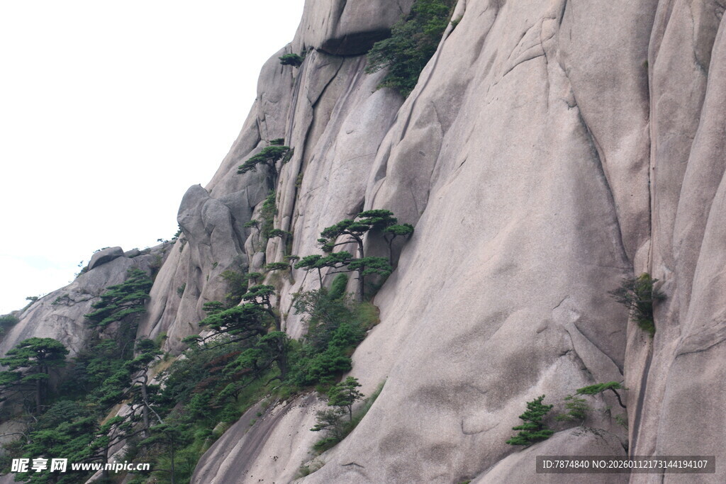 陡峭山壁上的零星绿植