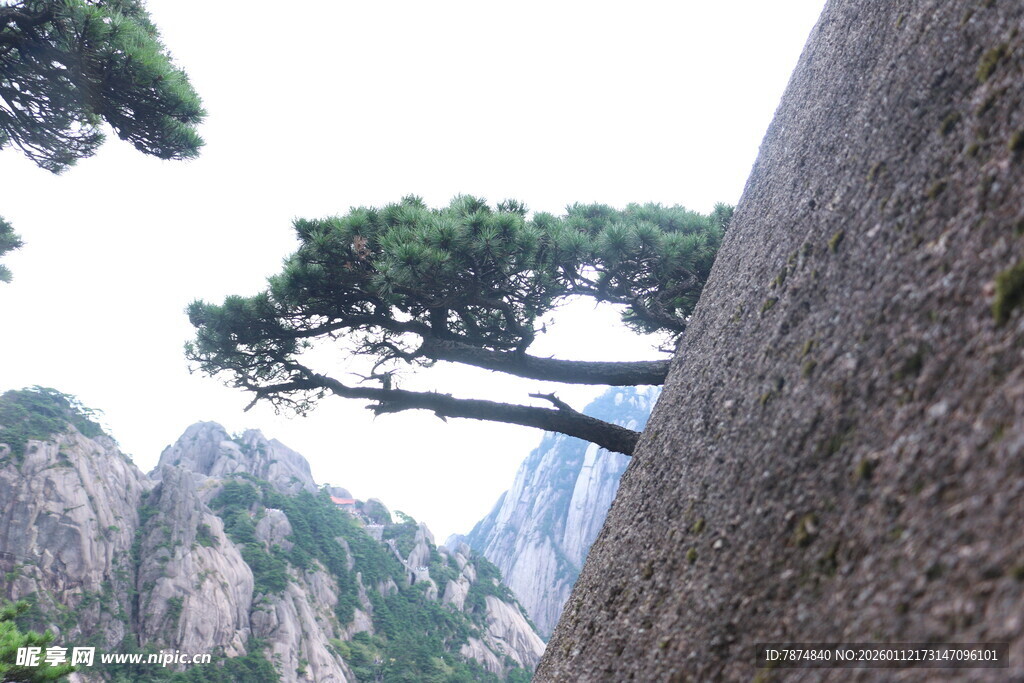 黄山劲松倚峭壁
