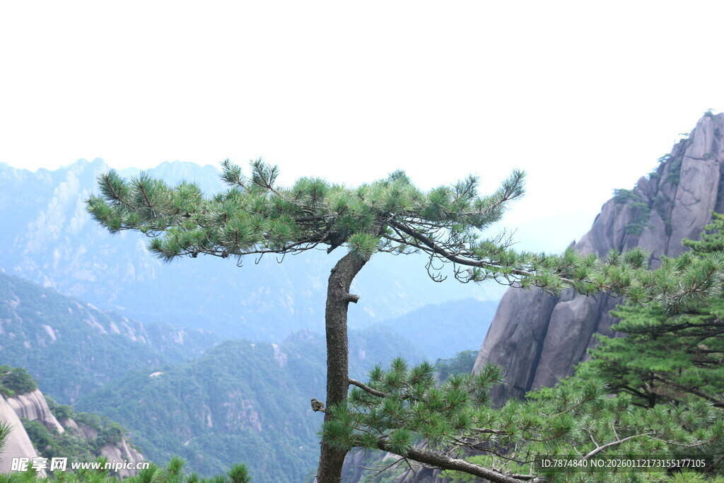 黄山奇峰间的孤松