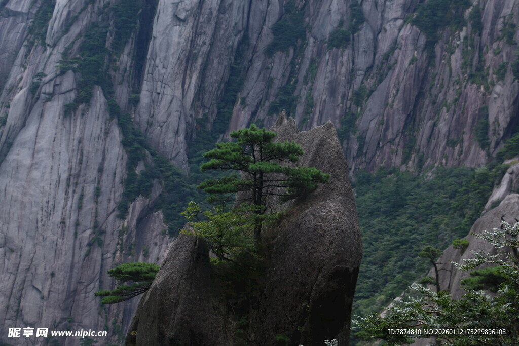 黄山奇峰上的孤松