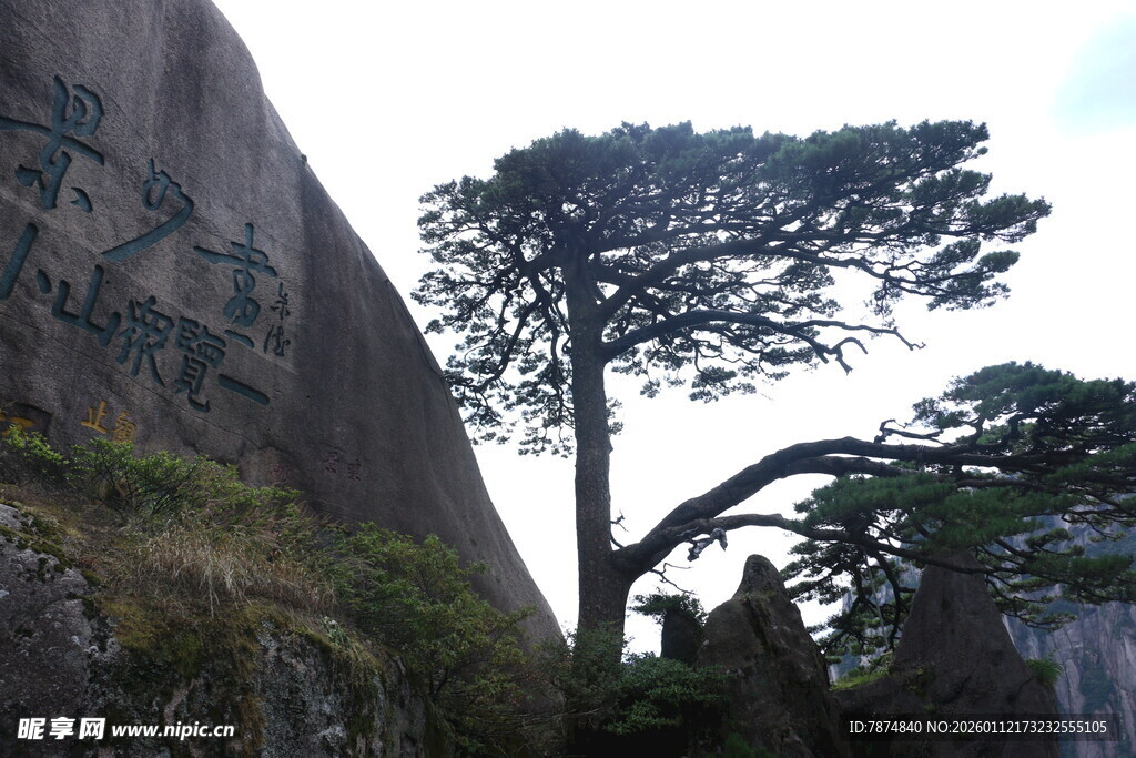 峭壁旁挺立的孤松