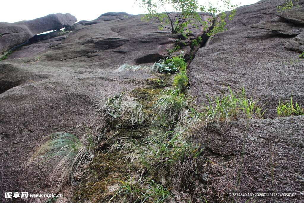 石缝中顽强生长的绿色植物