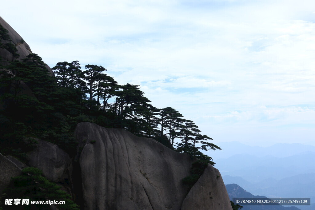 悬崖峭壁上的孤松