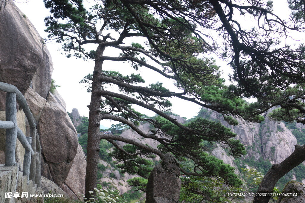 黄山奇松屹立于山石间
