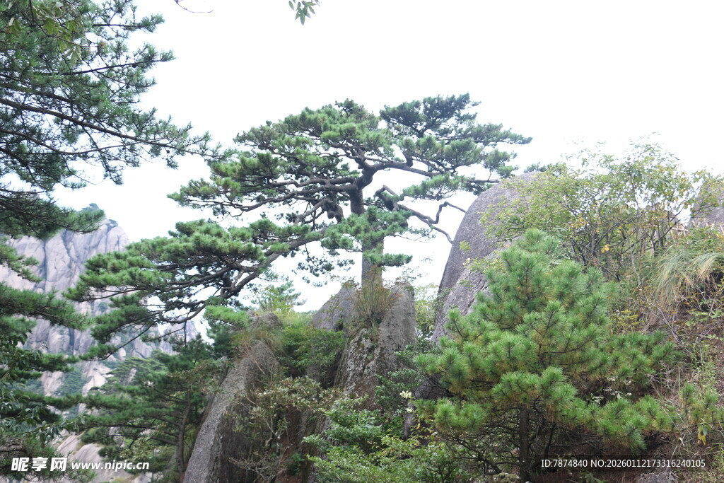 山林间挺拔的松树景观