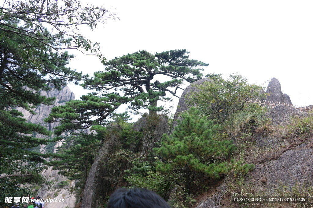 山间苍松挺立的秀丽景致