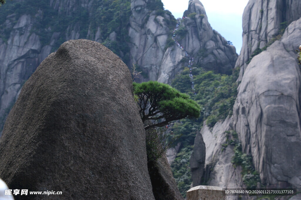 黄山奇峰间的孤松美景