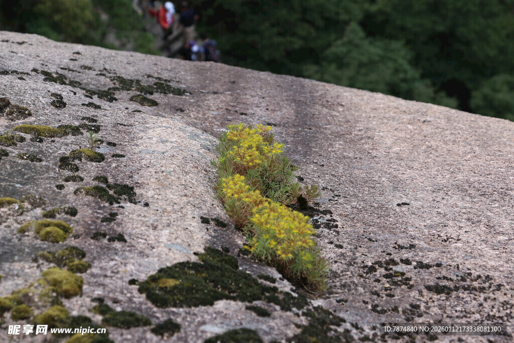 攀岩者攀登布满苔藓的岩壁