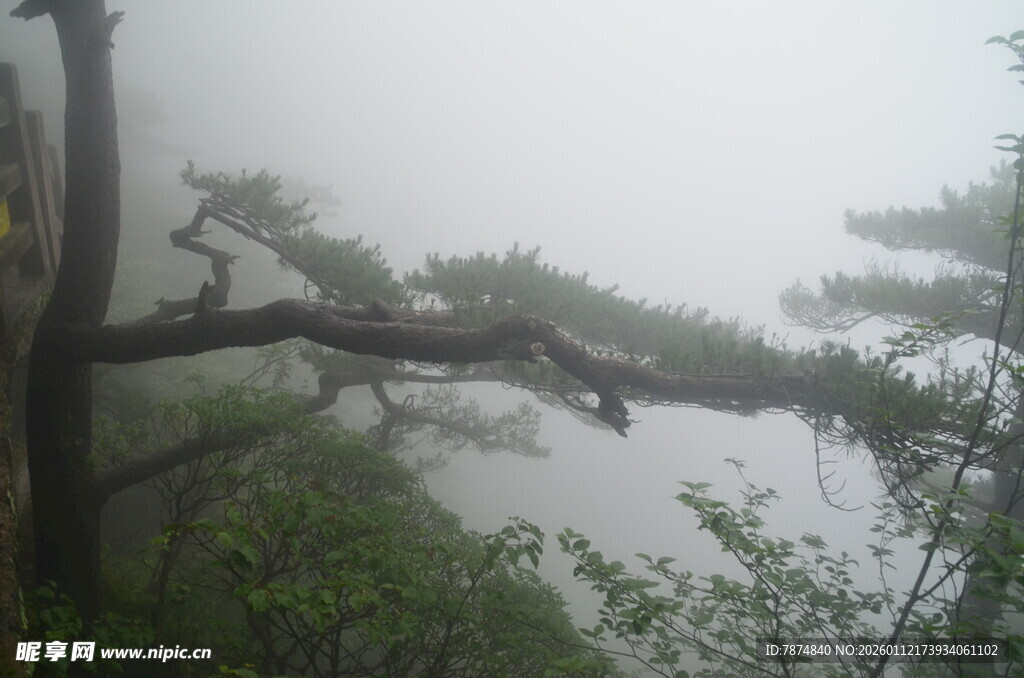 雾中苍松展独特风姿