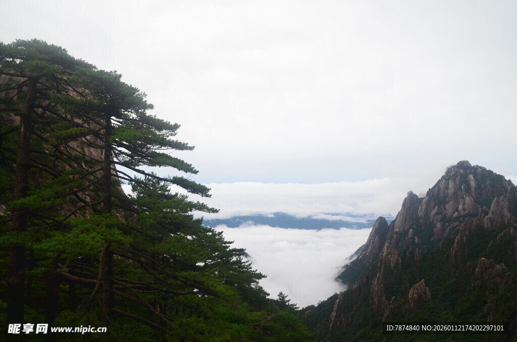 黄山云海中的峻岭与苍松