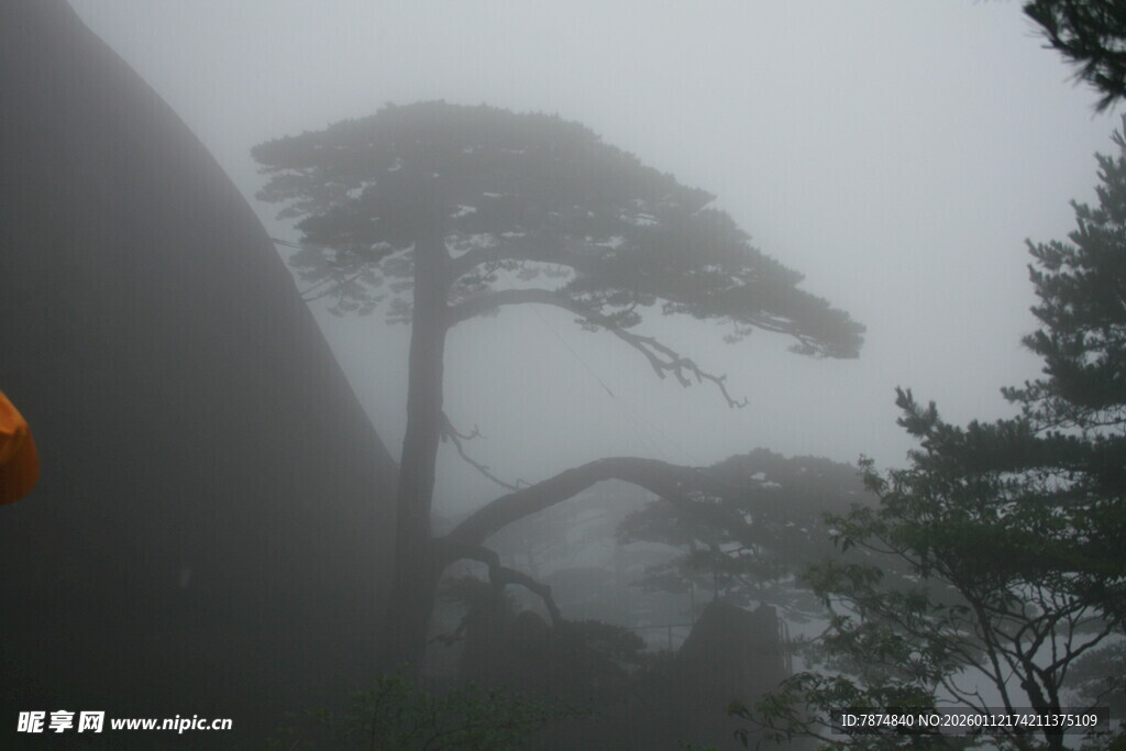 雾中孤松 山林朦胧景致