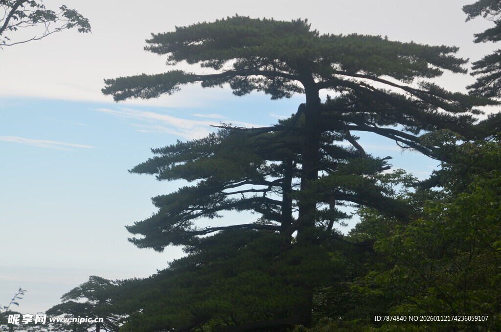 挺拔松树傲立山林