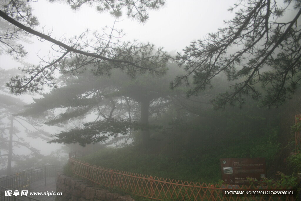 雾中松林景观